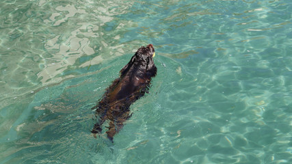 Happy spaniel dog swimming after a ball in beautiful clean turquoise sea water