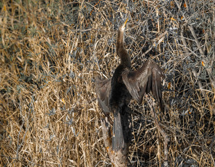 Anhinga bird drying it's wings