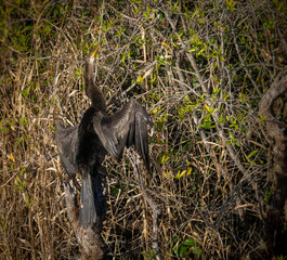 Anhinga bird drying it's wings