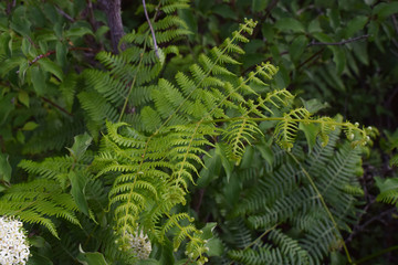 Fototapeta na wymiar Helechos verdes en un bosque frondoso.