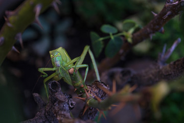katydid leaf bug front view