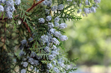 These tender fruits are young cones of a mozhevel tree.