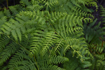 Helechos verdes en un bosque frondoso.