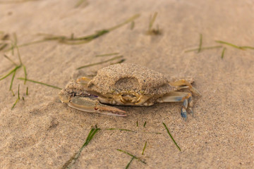 A crab in the sand of the beach, Indonesia