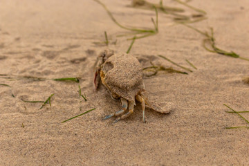 A crab in the sand of the beach, Indonesia