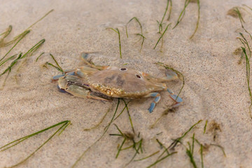 A crab in the sand of the beach, Indonesia