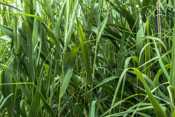 Tall grass