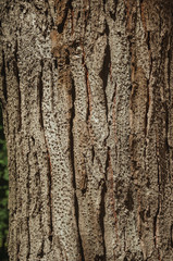 Tree bark forming a singular background in a park of Madrid