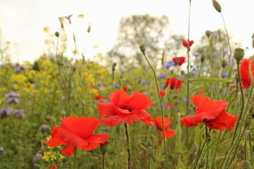 three red poppies closeup in the field margin with a variety of wild flowers in spring