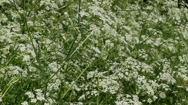 Thickets wild flowers hemlock spotted, poisonous plant, swaying strong wind