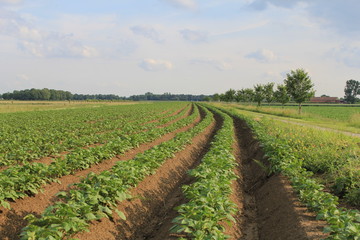 Fototapeta na wymiar beautiful raised potato beds with little plants in the dutch countryside in springtime and a blue sky in the back