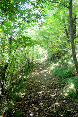 Sentiero nel sottobosco