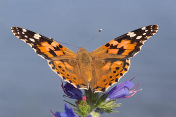 close up of Painted Lady butterfly sitting on blue flower