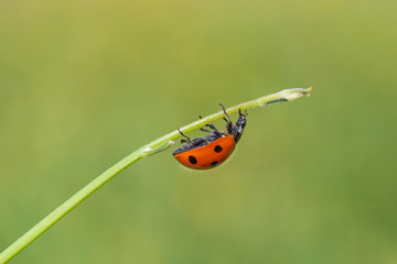 close up of ladybug runninf upside down on a stem