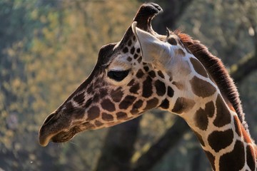 Giraffe Portrait