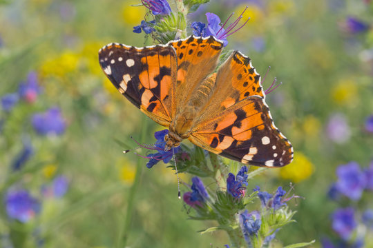 close up of Painted Lady butterfly on meadow