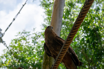 The flying show of a falconry bird