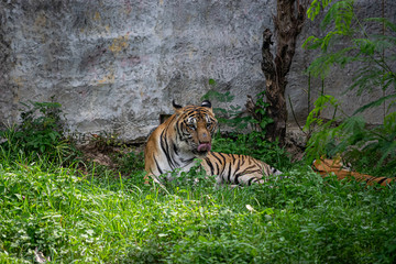 Fototapeta na wymiar Tiger is sitting and resting