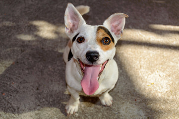 Jack Russell playing running with ball.