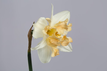Delicate flower of the Japanese narcissus isolated on a gray background.