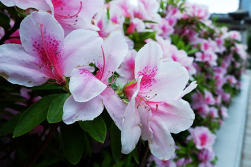 Rhododendron: Wild Pink red Roses on the side walk down the street in Tokyo, Japan during winter Image material of beautiful Yamatsutsuji up stock photo