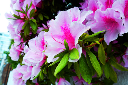Rhododendron: Wild Pink red Roses on the side walk down the street in Tokyo, Japan during winter Image material of beautiful Yamatsutsuji up stock photo