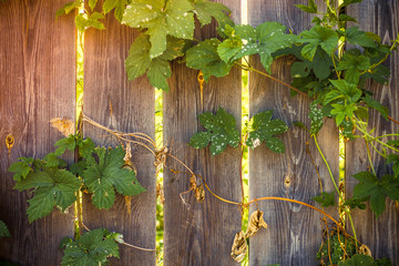 curly foliage entangles a wooden rural fence, and rays of light make their way through the cracks in the fence
