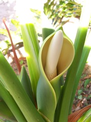 Bloom of a Split Leaf Philodendron