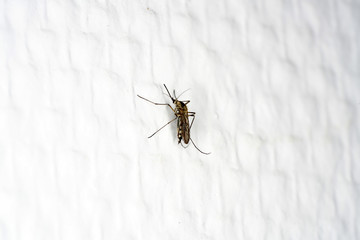 Mosquitoes from oviposition to death