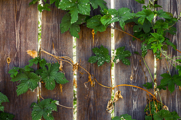 curly foliage entangles a wooden rural fence, and rays of light make their way through the cracks in the fence