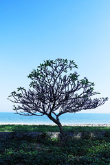 Tropical rain forests green trees in the field in Thailand Stock Photo