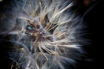 macro shot of a huge white dandelion on a dark background