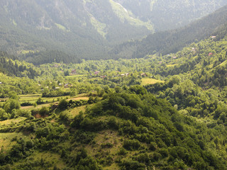 forest, path, nature, trees