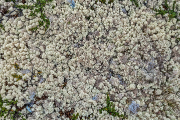 Pattern of the Reindeer lichen in Scandinavia.