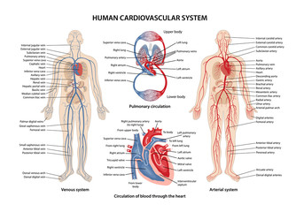 Human cardiovascular system  - obrazy, fototapety, plakaty