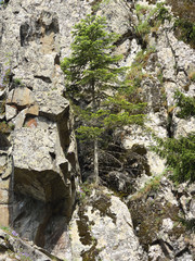 tree growing in crack of rock