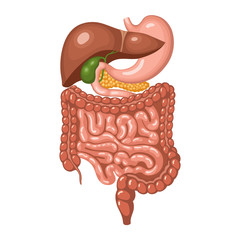 Anatomy of the human digestive system