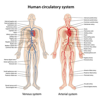 Human arterial and venous circulatory system