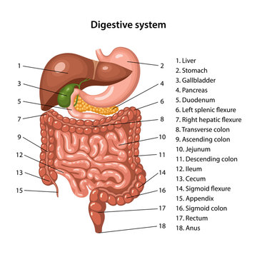Anatomy of the human digestive system with description of the corresponding internal parts