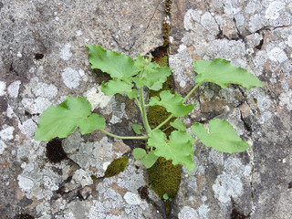 greenery and flowers