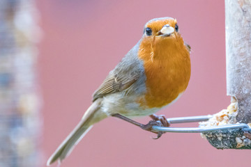 robin