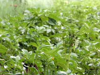 greenery and flowers