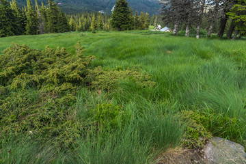 Summer Landscape with green hills of Vitosha Mountain, Sofia City Region, Bulgaria