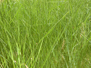 background from green plants