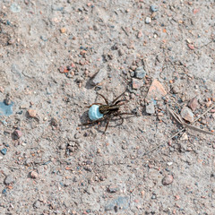 Tiny Spider Carrying its Egg Sac