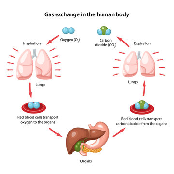 Gas exchange in the human body. Anatomical vector illustration with description of the corresponding parts in flat style isolated over white background.