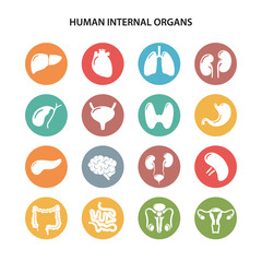 Set of round colored icons of human internal organs in flat style