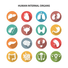 Set of round colored icons of human internal organs in flat style with shadow
