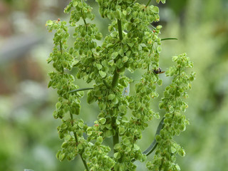 greenery and flowers