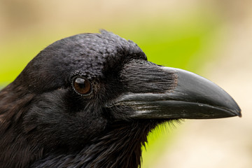 Close up Portrait of a Raven